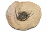 Kettneraspis Trilobite With Long Occipital Spine- Lghaft, Morocco #382852-3